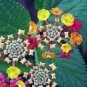 10 Pcs Lantana Camara Perennial Big Wild Sage Flower Seeds