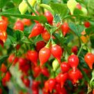 15 Pcs Pepper Biquinho Chupetinha Red Yellow Pepper Seeds
