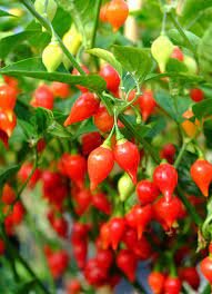 15 Pcs Pepper Biquinho Chupetinha Red Yellow Pepper Seeds