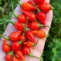 15 Pcs Pepper Biquinho Chupetinha Red Yellow Pepper Seeds