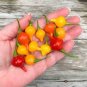 15 Pcs Pepper Biquinho Chupetinha Red Yellow Pepper Seeds