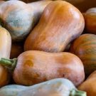 10 Pcs Honeynut Squash Butternut Vegetables 10 Pcs Honeynut Squash Butternut Vegetables