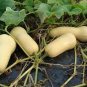 10 Pcs Honeynut Squash Butternut Vegetables