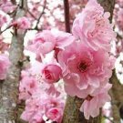 20 Pcs Japanese Pink Cherry Blossom Sakura Tree
