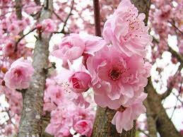 20 Pcs Japanese Pink Cherry Blossom Sakura Tree