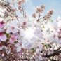 20 Pcs Japanese Pink Cherry Blossom Sakura Tree