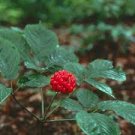 6 Pcs Chinese Ginseng seeds Ashwaganda