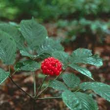 6 Pcs Chinese Ginseng seeds Ashwaganda
