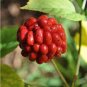 6 Pcs Chinese Ginseng seeds Ashwaganda