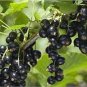 20 Pcs Fresh Feral Organic Black Goji Berry Herbs Seeds