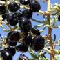 20 Pcs Fresh Feral Organic Black Goji Berry Herbs Seeds