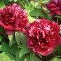 5 Pcs Heirloom 'Miami' Dark Red Burgundy Tree Peony Flower Seeds