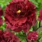 5 Pcs Heirloom 'Miami' Dark Red Burgundy Tree Peony Flower Seeds