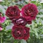 5 Pcs Heirloom 'Miami' Dark Red Burgundy Tree Peony Flower Seeds