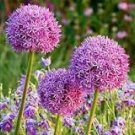 50 Pcs Heirloom Allium Giganteum Giant Onion with Purple Flower Seeds