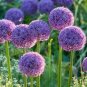 50 Pcs Heirloom Allium Giganteum Giant Onion with Purple Flower Seeds