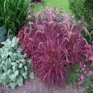 50 Pcs Pennisetum setaceum Fireworks Fountain Grass Seeds