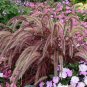 50 Pcs Pennisetum setaceum Fireworks Fountain Grass Seeds
