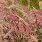 50 Pcs Pennisetum setaceum Fireworks Fountain Grass Seeds