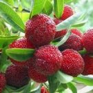 5 Pcs Heirloom Dark Red Waxberry Shrub Seeds 5 Pcs Heirloom Dark Red Waxberry Shrub Seeds