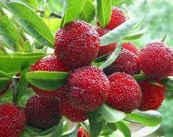 5 Pcs Heirloom Dark Red Waxberry Shrub Seeds