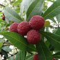 5 Pcs Heirloom Dark Red Waxberry Shrub Seeds