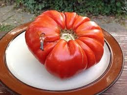 100 Pcs Heirloom Giant Monster Tomato Genuine Fresh Seeds