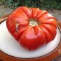 100 Pcs Heirloom Giant Monster Tomato Genuine Fresh Seeds