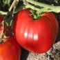 100 Pcs Heirloom Giant Monster Tomato Genuine Fresh Seeds
