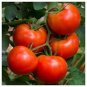 100 Pcs Heirloom Giant Monster Tomato Genuine Fresh Seeds