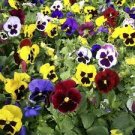 50 Pcs Pansy Swiss Waved Mixed Seeds
