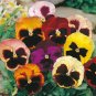 50 Pcs Pansy Swiss Waved Mixed Seeds