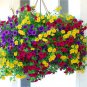 200 Pcs Hanging Petunia Mixed Seeds