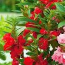 100 Pcs Impatiens Balsamina Red Garden Balsam Seeds