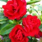 100 Pcs Impatiens Balsamina Red Garden Balsam Seeds