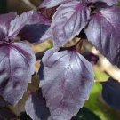 50 Pcs Dark Opal Basil Purple Basilicum Herb Organic Seeds 50 Pcs Dark Opal Basil Purple Basilicum Herb Organic Seeds