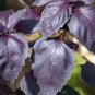 50 Pcs Dark Opal Basil Purple Basilicum Herb Organic Seeds