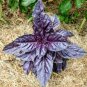 50 Pcs Dark Opal Basil Purple Basilicum Herb Organic Seeds