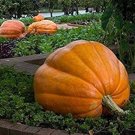 5 Pcs Rare Giant Pumpkin Seeds 5 Pcs Rare Giant Pumpkin Seeds