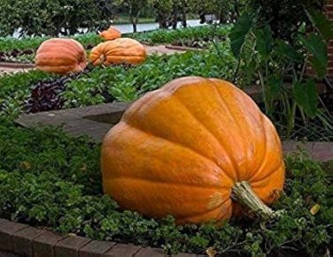 5 Pcs Rare Giant Pumpkin Seeds