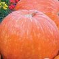 5 Pcs Rare Giant Pumpkin Seeds