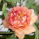 5 Pcs Rare Dark Gold Light Red Kinkaku Tree Peony Flower Seeds
