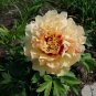 5 Pcs Rare Dark Gold Light Red Kinkaku Tree Peony Flower Seeds