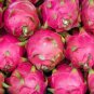15 Pcs Hylocereus Undatus Red Dragon Fruit Seeds
