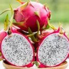 40 Pcs Pitaya White Sweet Dragon Fruit Seeds from Hainan China