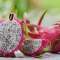 40 Pcs Pitaya White Sweet Dragon Fruit Seeds from Hainan China