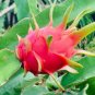 40 Pcs Pitaya White Sweet Dragon Fruit Seeds from Hainan China