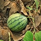 8 Pcs Extremely Early Maturity Green Skin Red Inside Small Gift Watermelon Seeds