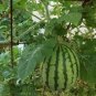 8 Pcs Extremely Early Maturity Green Skin Red Inside Small Gift Watermelon Seeds