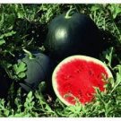 10 Pcs Big Black Yellow Skin Red Inside Watermelon Seeds